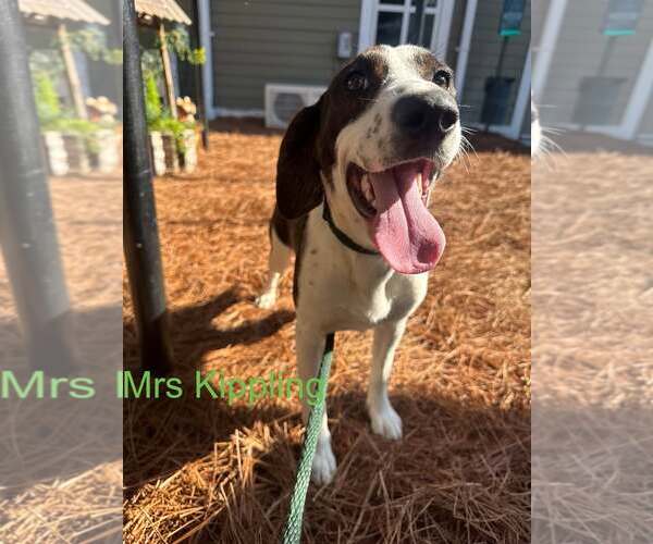 Medium Photo #1 Mutt Puppy For Sale in Hilton Head, SC, USA