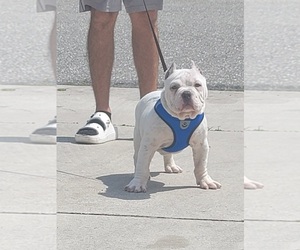 Bulldog Puppy for sale in NORTH PORT, FL, USA