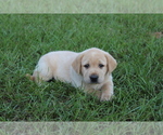 Small Photo #3 Labrador Retriever Puppy For Sale in DENMARK, SC, USA