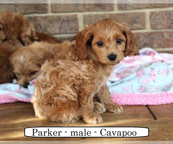 Medium Photo #6 Cavapoo Puppy For Sale in CLARKRANGE, TN, USA