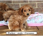 Small #5 Cavapoo