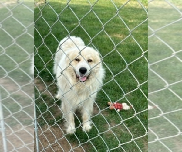 Medium Photo #1 Great Pyrenees Puppy For Sale in MONROE, WI, USA