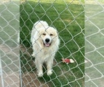 Small Photo #1 Great Pyrenees Puppy For Sale in MONROE, WI, USA