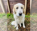 Small #2 Great Pyrenees
