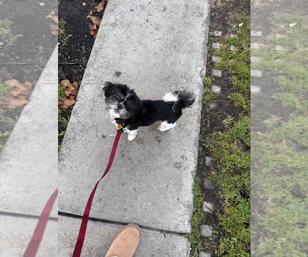 Medium Photo #1 Shih Tzu Puppy For Sale in SAN JOSE, CA, USA