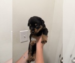 Puppy Grey Rottweiler