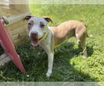 Small #3 American Pit Bull Terrier Mix