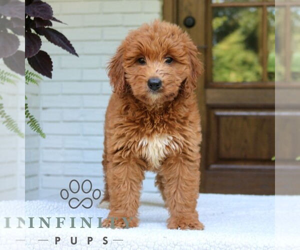 Medium Photo #3 Goldendoodle (Miniature) Puppy For Sale in NARVON, PA, USA
