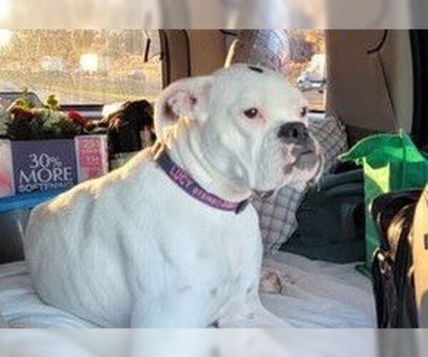 Medium Photo #2 Boxer Puppy For Sale in Austin, TX, USA