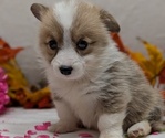 Small #10 Pembroke Welsh Corgi