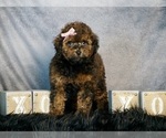 Puppy Kayla AKC Poodle (Toy)