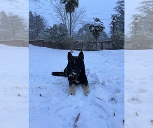 German Shepherd Dog Dogs for adoption in COLUMBUS, GA, USA