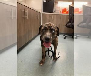 Labrador Retriever-Unknown Mix Dogs for adoption in Baytown, TX, USA