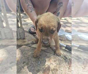 American Staffordshire Terrier Dogs for adoption in San Antonio, TX, USA