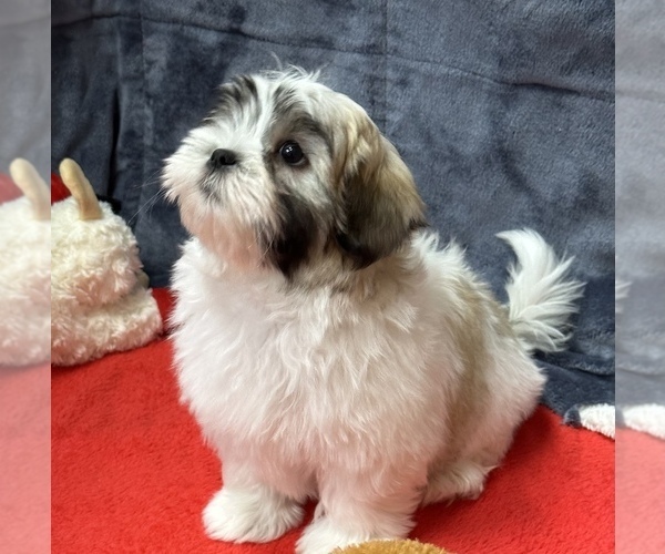 Medium Photo #2 Mal-Shi Puppy For Sale in SILEX, MO, USA