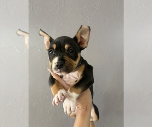 American Bully Puppy for sale in SEBRING, FL, USA