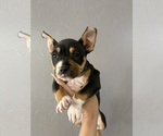 Small American Bully