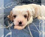 Puppy 4 Cavapoo