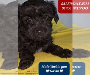 YorkiePoo Puppy for sale in TUCSON, AZ, USA