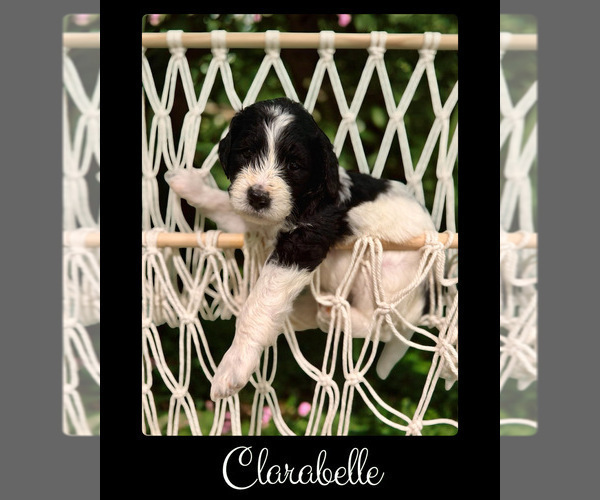 Medium Photo #5 Bernedoodle Puppy For Sale in MENIFEE, CA, USA