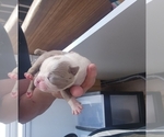 Small #1 Boston Terrier