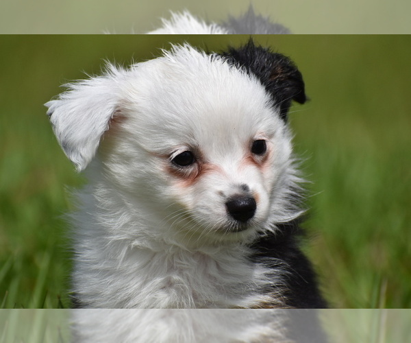 Medium Photo #5 Miniature Australian Shepherd Puppy For Sale in PALM COAST, FL, USA