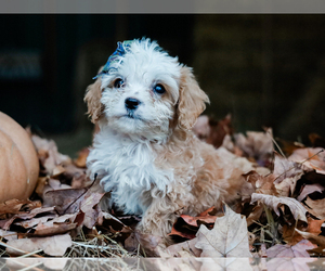 Cavapoo-Poodle (Miniature) Mix Puppy for sale in LIBERTY, KY, USA