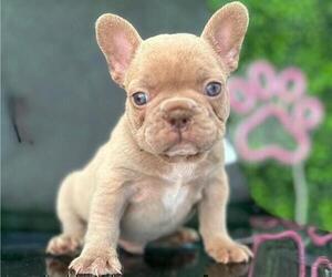 French Bulldog Puppy for sale in NEW YORK, NY, USA