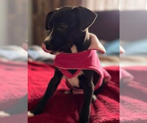 American Pit Bull Terrier-Labrador Retriever Mix Dogs for adoption in Rustburg, VA, USA