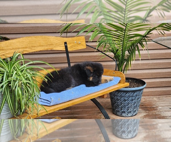 Medium Photo #14 German Shepherd Dog Puppy For Sale in GREENWOOD, WI, USA