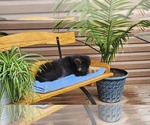 Small Photo #14 German Shepherd Dog Puppy For Sale in GREENWOOD, WI, USA