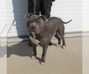 American Pit Bull Terrier Dogs for adoption in Louisville, KY, USA