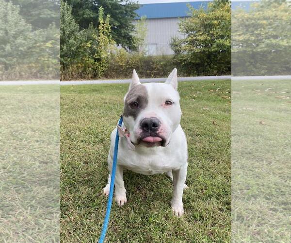 Medium Photo #1 American Pit Bull Terrier-Unknown Mix Puppy For Sale in Front Royal, VA, USA