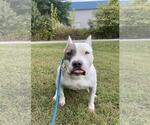 Small American Pit Bull Terrier Mix