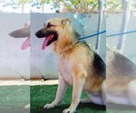 Small #2 German Shepherd Dog