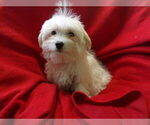 Small Photo #13 Maltese Puppy For Sale in PATERSON, NJ, USA