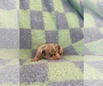Small #3 Chihuahua