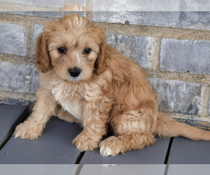 Cavapoo Puppy for sale in HUTCHINSON, KS, USA