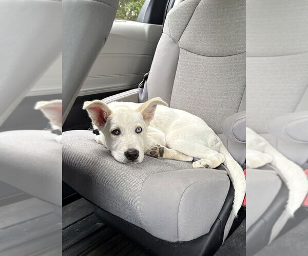 Medium Photo #12 Huskies -Labrador Retriever Mix Puppy For Sale in Brewster, NY, USA