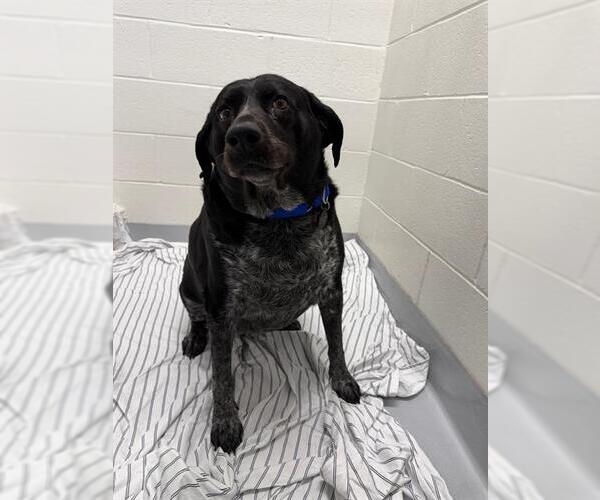 Medium Photo #1 Bluetick Coonhound Puppy For Sale in Boston, MA, USA