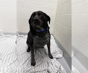 Bluetick Coonhound Dogs for adoption in Boston, MA, USA