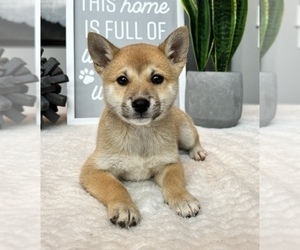 Shiba Inu Puppy for sale in FRANKLIN, IN, USA