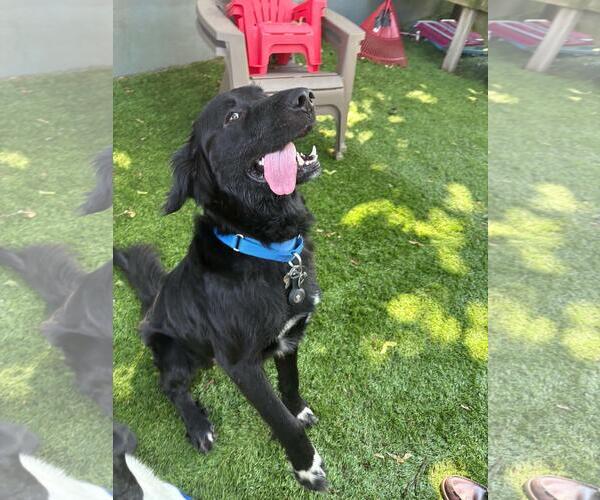 Medium Photo #4 Mutt Puppy For Sale in Coldwater, MI, USA
