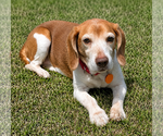 Small #4 Beagle