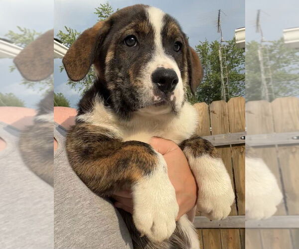 Medium Photo #1 Australian Shepherd-Great Pyrenees Mix Puppy For Sale in Aurora, IN, USA
