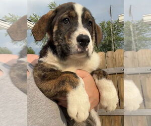 Australian Shepherd-Great Pyrenees Mix Dogs for adoption in Aurora, IN, USA