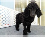 Small Photo #8 Poodle (Standard) Puppy For Sale in SPRING HILL, FL, USA