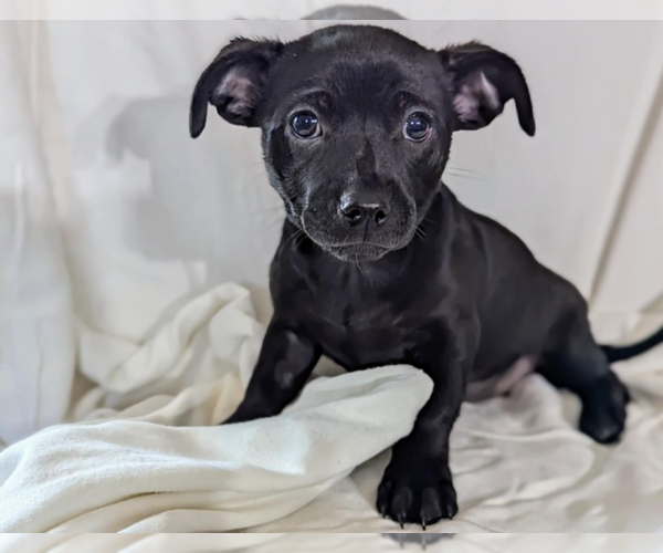 Medium Photo #1 Chiweenie Puppy For Sale in Fresno, CA, USA