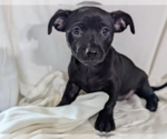 Small Chiweenie