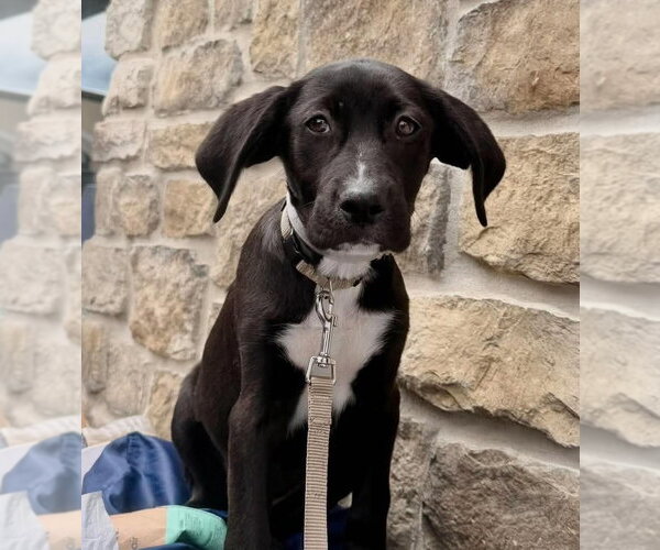 Medium Photo #7 Labrador Retriever-Plott Hound Mix Puppy For Sale in pomfret, CT, USA